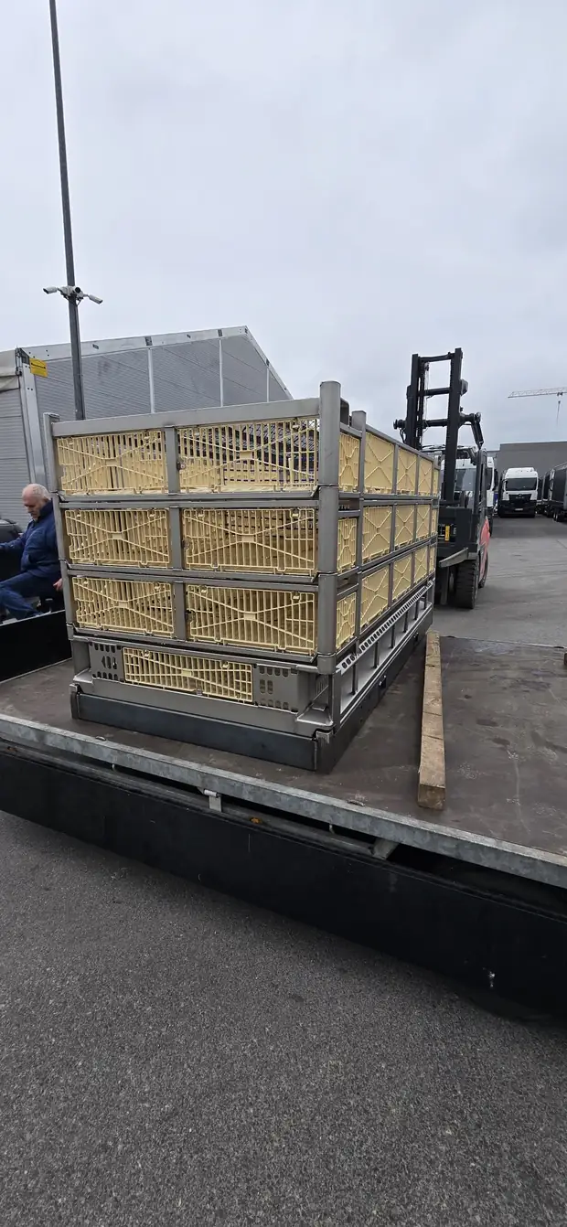 Untergestell mit Hühnerkisten beim Verladen, Stapler im Hintergrund